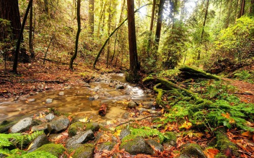 Image river in the middle of forest during daytime