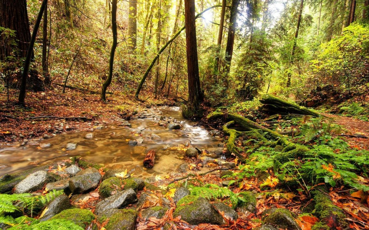 river in the middle of forest during daytime