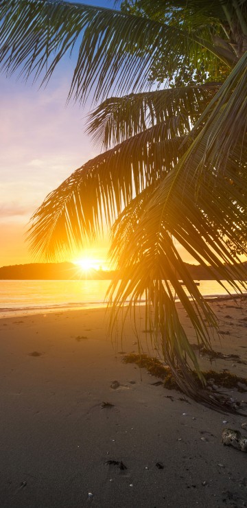 Image palm tree on beach shore during sunset