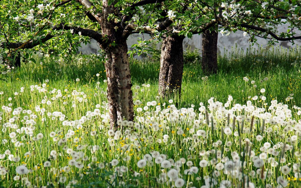 Flores Blancas Bajo el Árbol Verde Durante el Día. Wallpaper in 3840x2400 Resolution