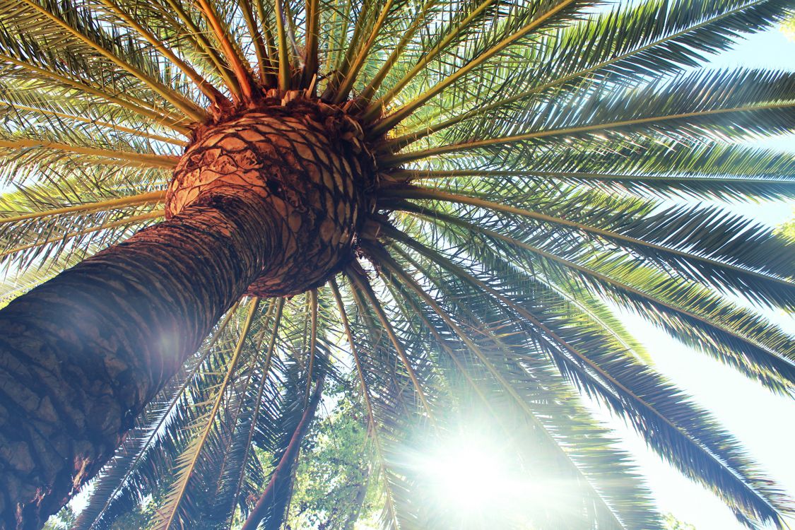 Fotografía de Ángulo Bajo de Palmera. Wallpaper in 2560x1706 Resolution