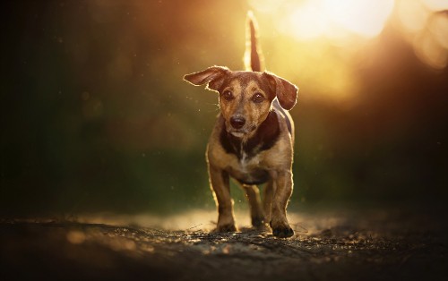 Image brown and white short coated dog on black soil