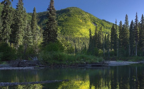 Image green trees beside lake under blue sky during daytime