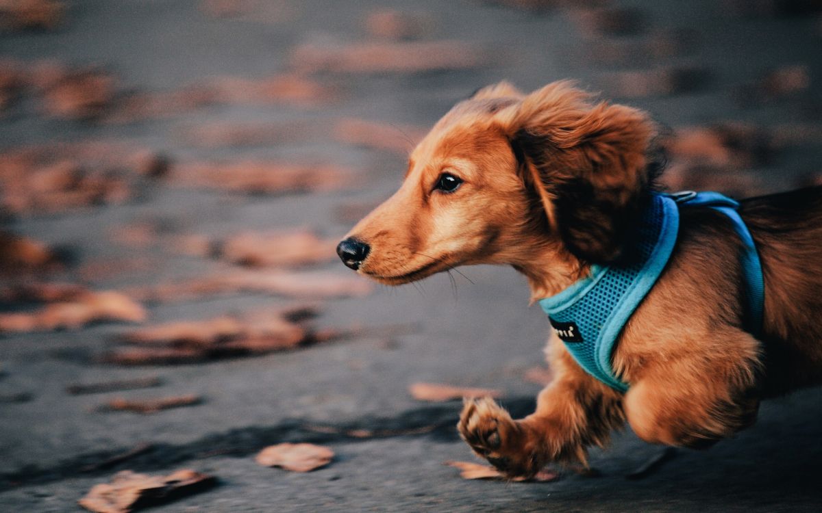 Petit Chien Brun à Poil Court Portant Une Chemise Bleue. Wallpaper in 1920x1200 Resolution