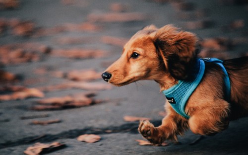 Image brown short coated small dog wearing blue shirt