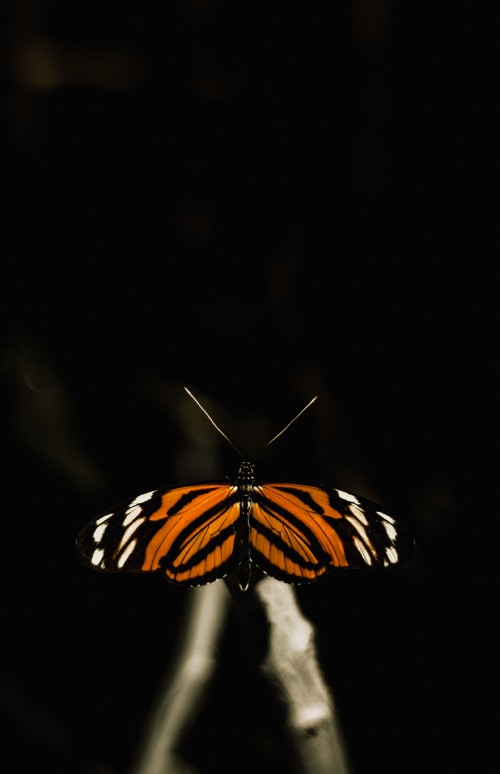 Image black and white butterfly on black background