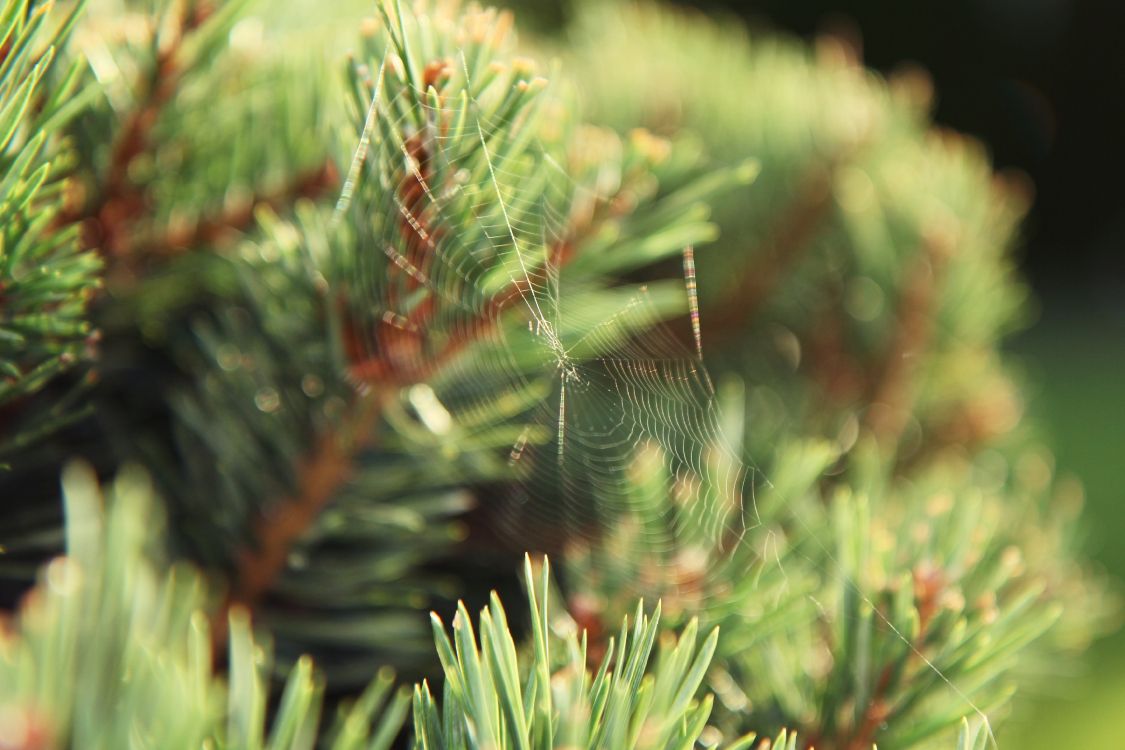 Telaraña en Planta Verde Durante el Día. Wallpaper in 3456x2304 Resolution