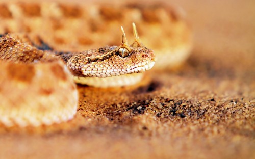 Image brown and white snake on brown ground