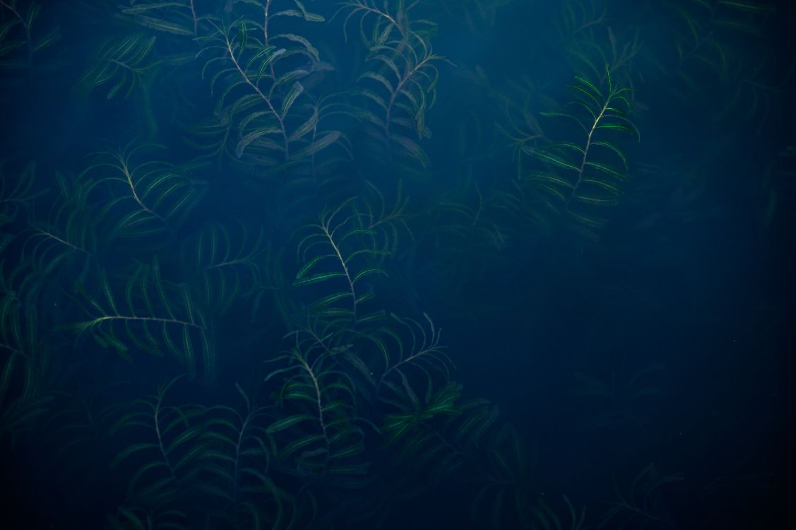 Submarino, Ecosistema, Biología Marina, Acuario de Agua Dulce, Azul. Wallpaper in 6048x4024 Resolution