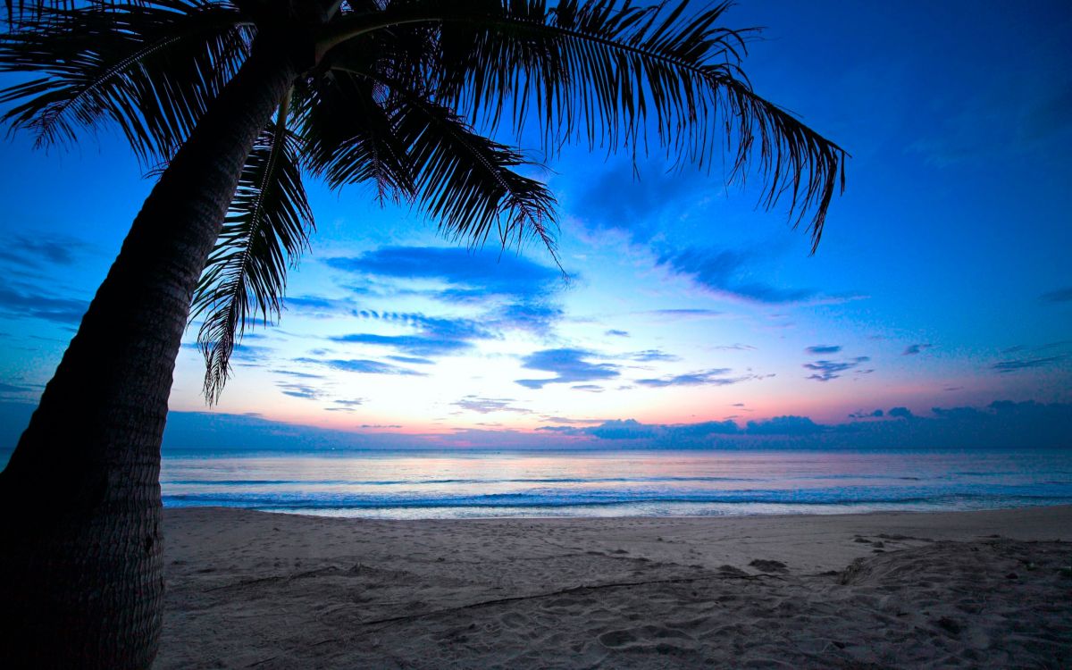 Palme am Strandufer Bei Sonnenuntergang. Wallpaper in 2560x1600 Resolution