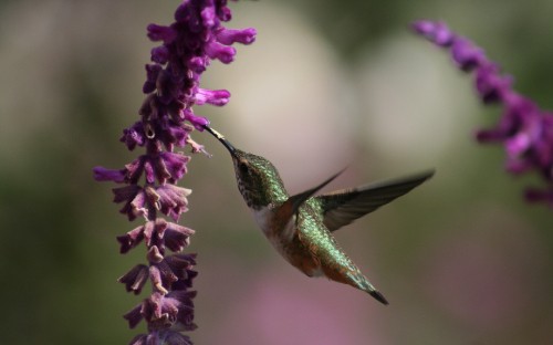 Image green and brown humming bird flying near purple flower