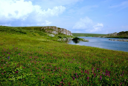 Image green grass field beside body of water during daytime