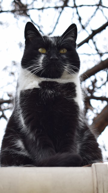 Image tuxedo cat on brown wooden fence during daytime