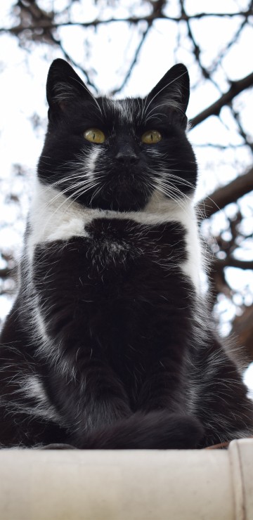 Image tuxedo cat on brown wooden fence during daytime