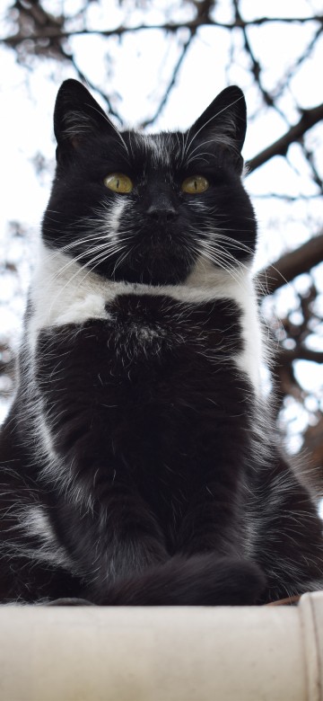 Image tuxedo cat on brown wooden fence during daytime