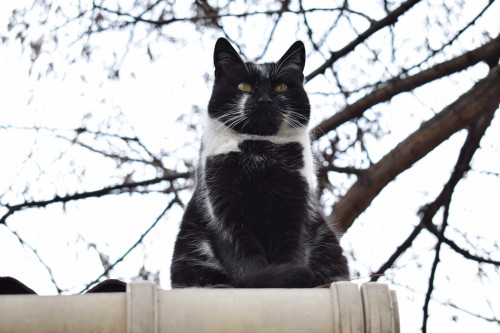 Image tuxedo cat on brown wooden fence during daytime