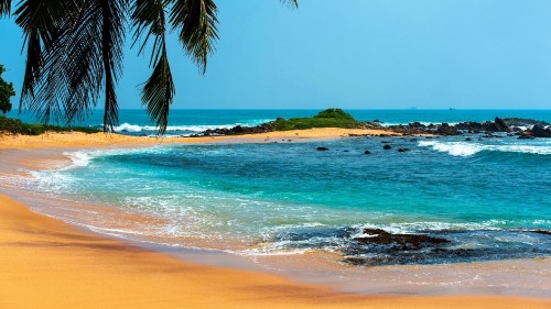 Image green palm tree on seashore during daytime