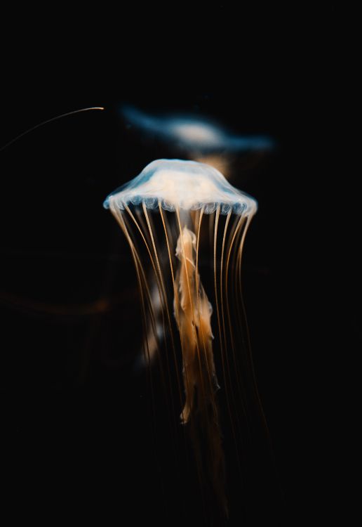Blue and White Jellyfish in Dark Room. Wallpaper in 3625x5268 Resolution