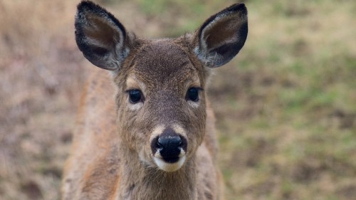 Image brown deer on green grass during daytime