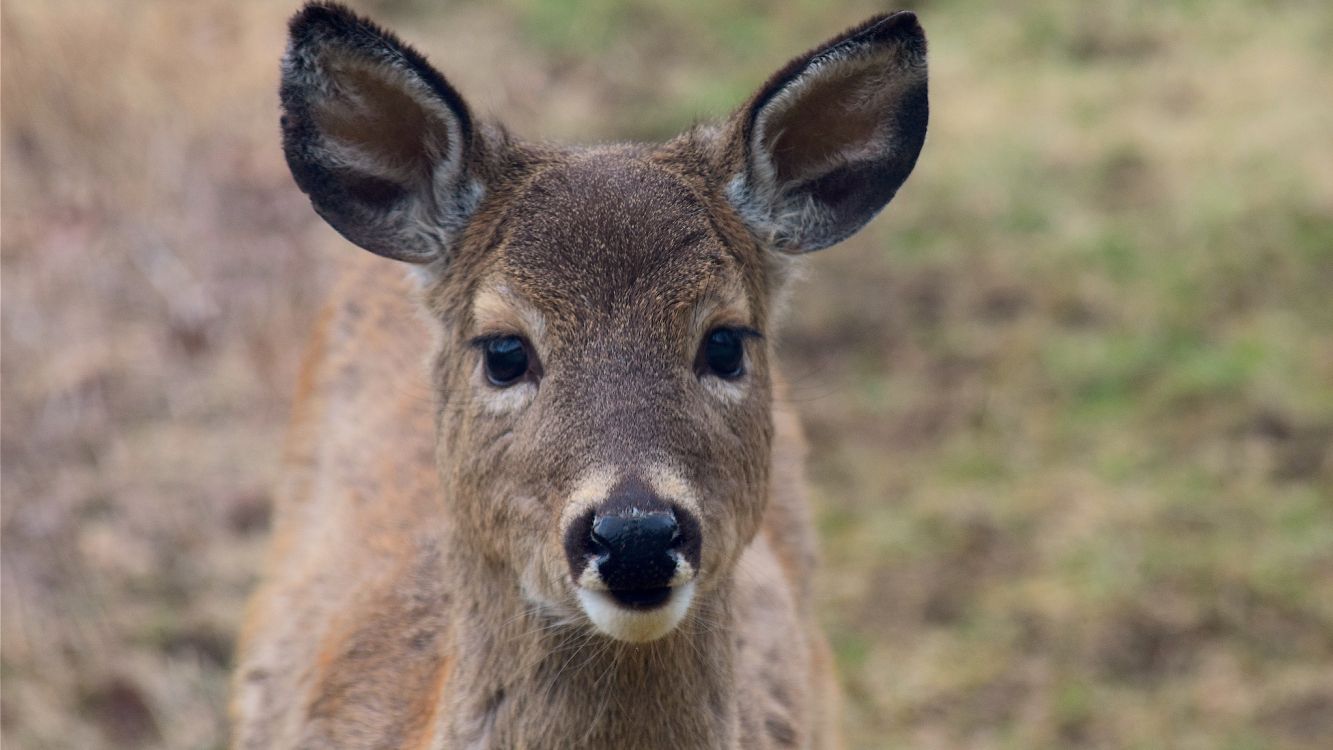 brown deer on green grass during daytime