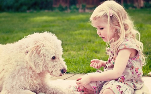 Image girl kissing white poodle on grass field during daytime