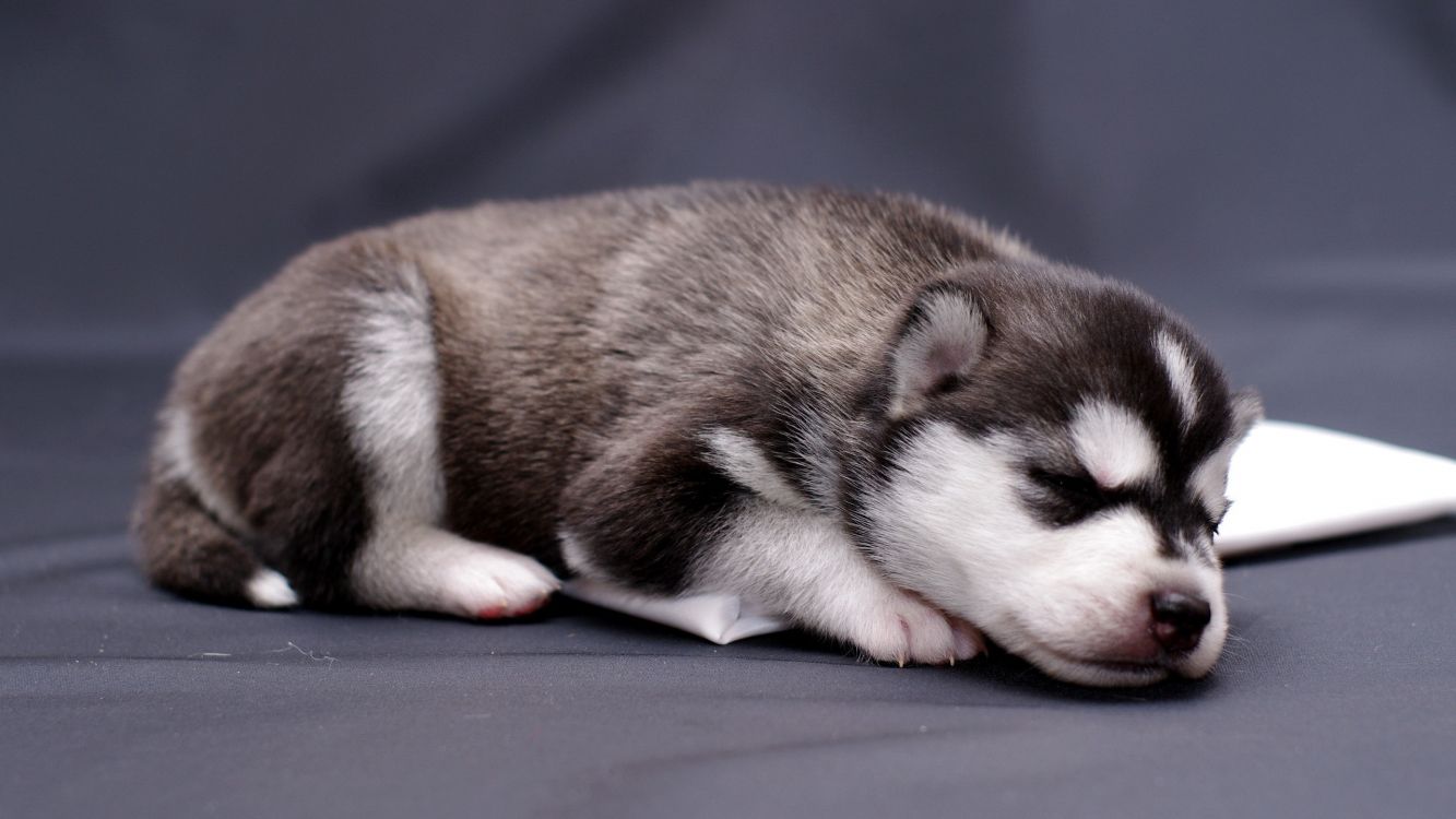 Brauner Und Weißer Siberian Husky-Welpe Liegt Auf Blauem Textil. Wallpaper in 2560x1440 Resolution
