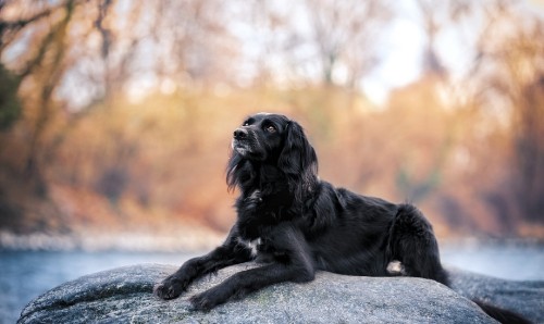 Image black labrador retriever lying on ground during daytime