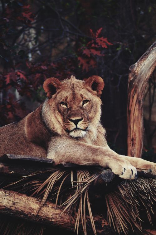 Lion, Tigre, Zoo, Zoo de Dartmoor, Jardin Zoologique de Berlin. Wallpaper in 1280x1920 Resolution