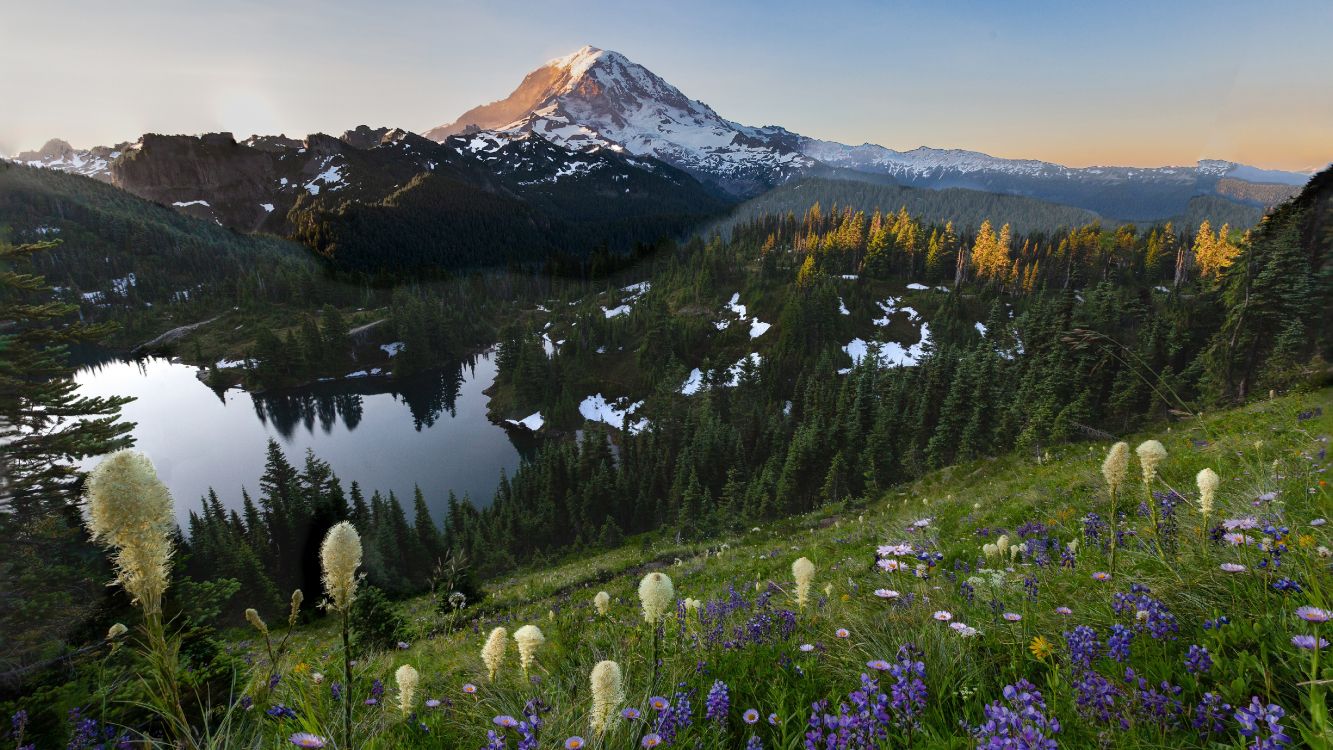 tolmie peak fire lookout, tablet, mountain, plant, flower