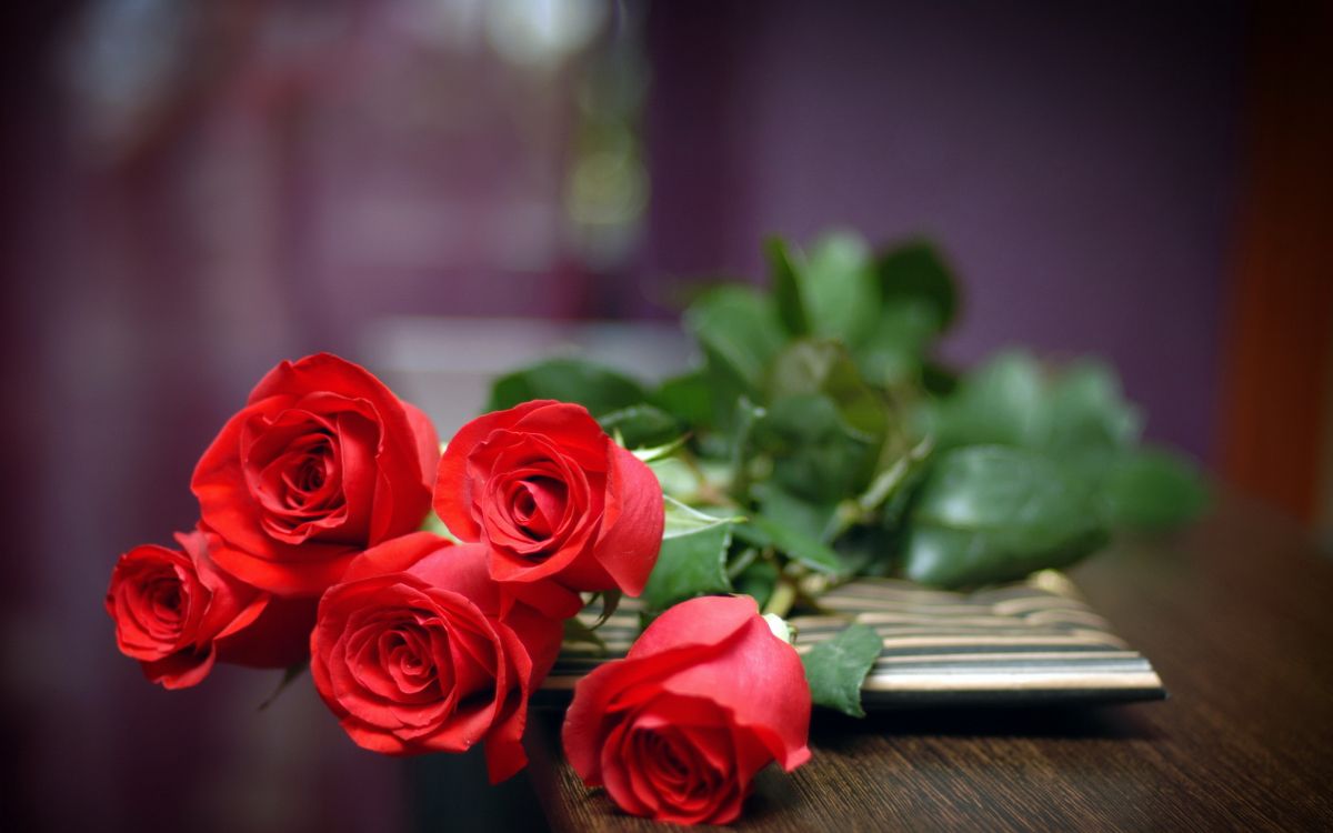 rose, flower, garden roses, red, cut flowers