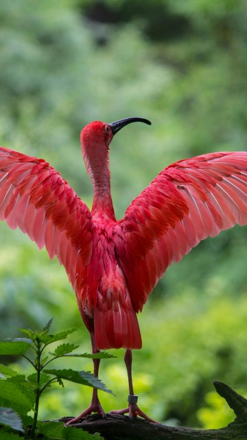 Image flamingo spreading wings, Greater flamingo, American flamingo, chilean flamingo, ibis