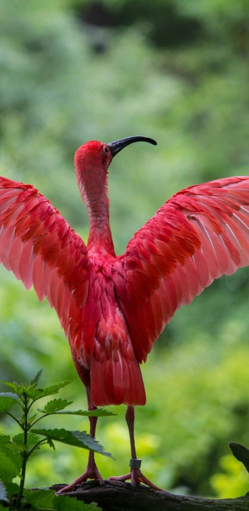 Image flamingo spreading wings, Greater flamingo, American flamingo, chilean flamingo, ibis