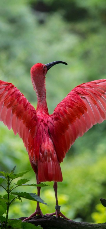 Image flamingo spreading wings, Greater flamingo, American flamingo, chilean flamingo, ibis