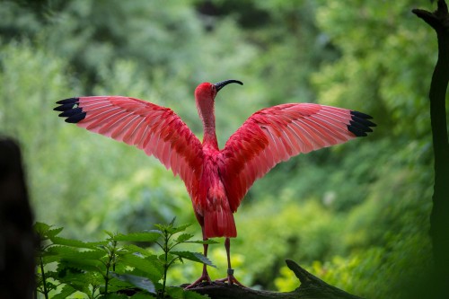Image flamingo spreading wings, Greater flamingo, American flamingo, chilean flamingo, ibis