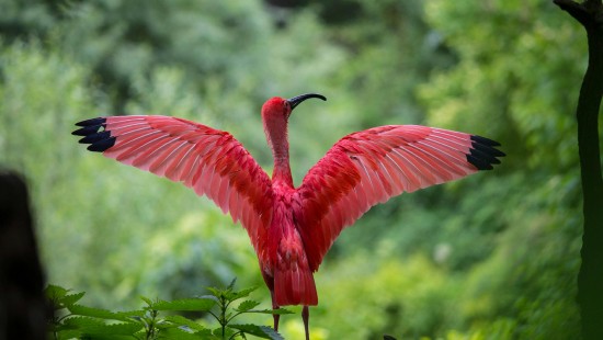 Image flamingo spreading wings, Greater flamingo, American flamingo, chilean flamingo, ibis