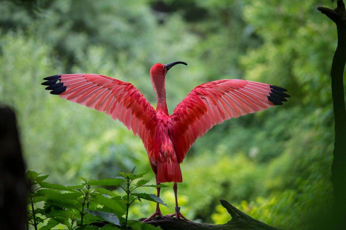 flamingo spreading wings, Greater flamingo, American flamingo, chilean flamingo, ibis