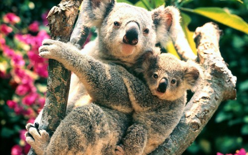 Image koala bear on brown tree branch