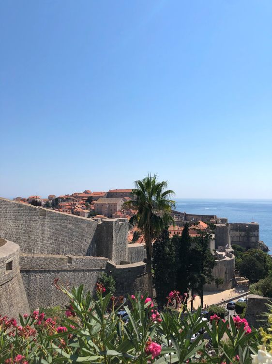 Palmier, Arbuste, la Floraison de la Plante, Garden, Tropique. Wallpaper in 3024x4032 Resolution