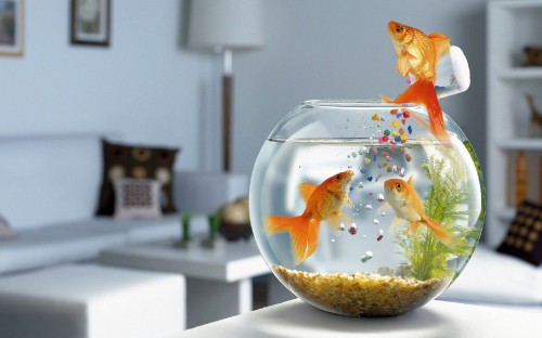 Image orange and white fish in fish bowl