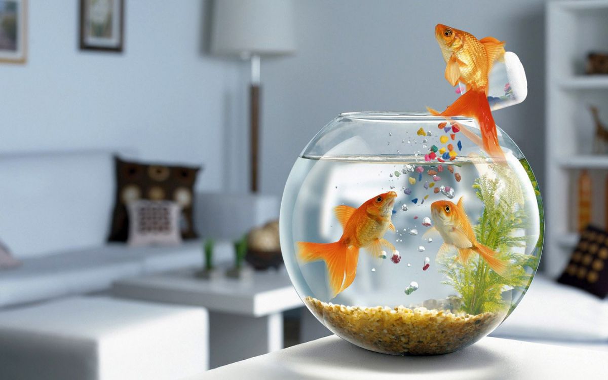 orange and white fish in fish bowl