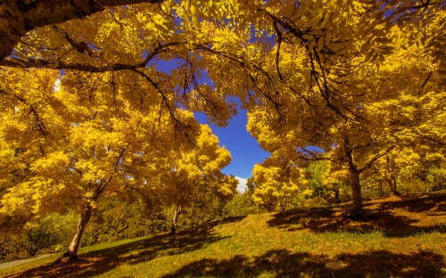 Image yellow leaf trees on green grass field during daytime