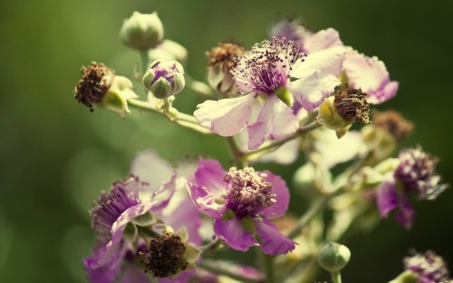 Image honeybee perched on purple flower in close up photography during daytime