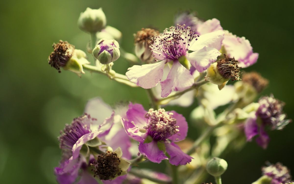 honeybee perched on purple flower in close up photography during daytime