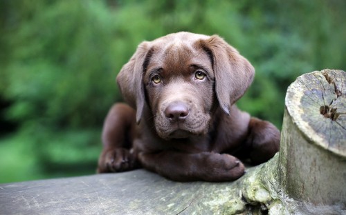 Image brown short coated puppy lying on green rock