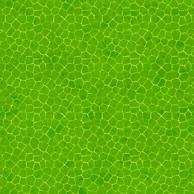 绿色的, 草家庭, 草, 工厂, 草地上 壁纸 2048x2048 允许