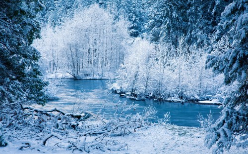 Image snow covered trees and body of water during daytime