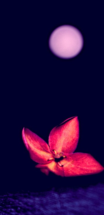 Image pink flower with white light