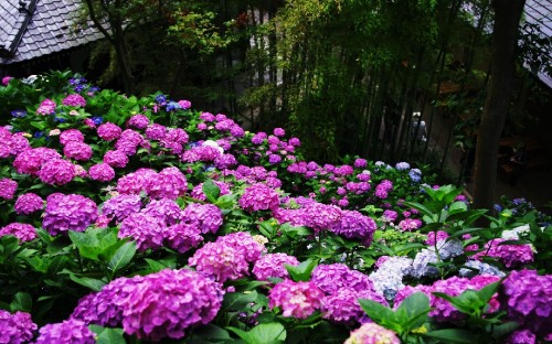 Image purple flowers with green leaves