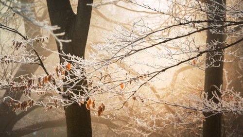 Image leaf, autumn, branch, tree, twig