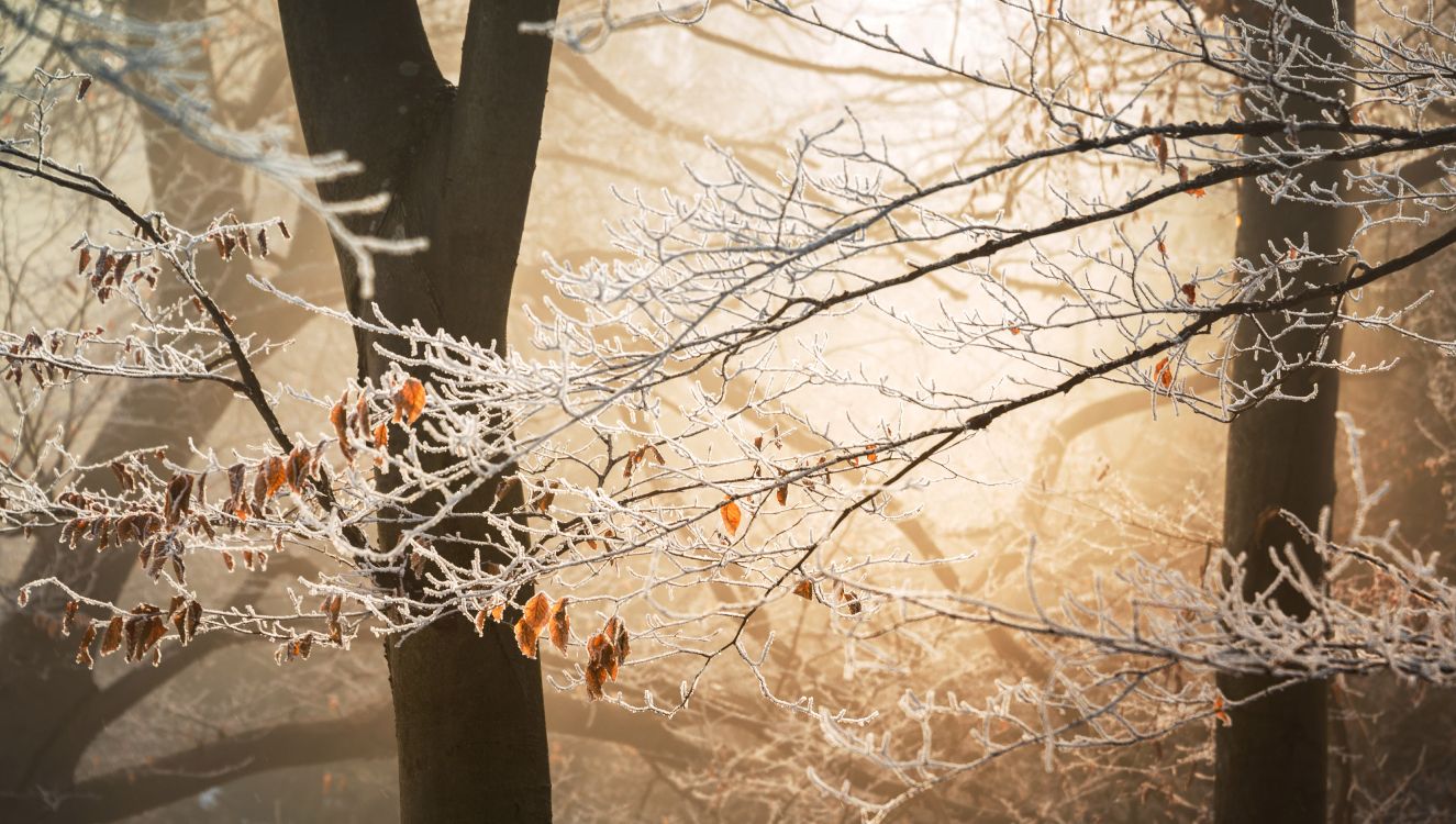 leaf, autumn, branch, tree, twig